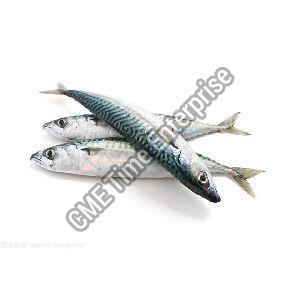 frozen pacific mackerel wr fish