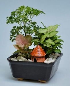 Square Pot With Plant