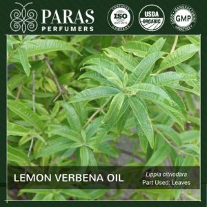 Lemon Verbena Oil