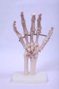 Hand Joint Model