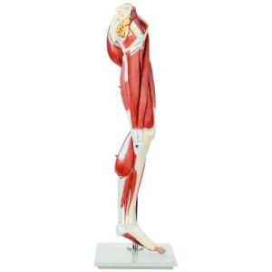 Human Leg Model