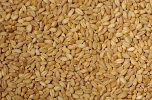 Bansi Wheat Seeds