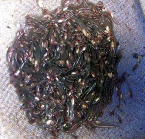 Pabda Fish Seeds