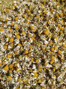 Dried Chamomile Flowers