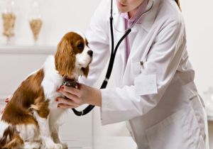 Animal Healthcare Service