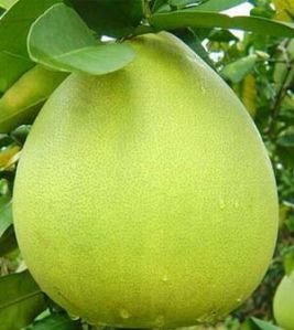 Fresh Pomelo, Grade : A