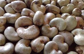 Cashew Nuts Raw