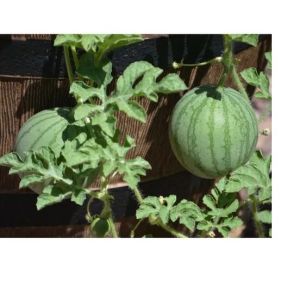 Watermelon Fruit Plant