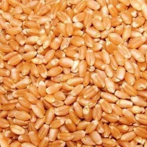 Organic Wheat Seed