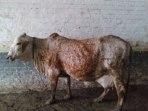 Cholistani Cow