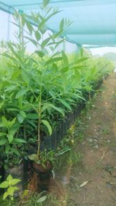 White Sandal Wood Plant