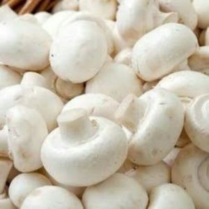 White Fresh Mushroom Pesticide Free