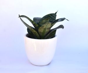 Snake Plant with White Ceramic Pot