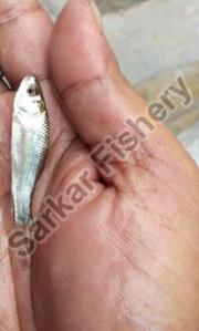Bata Fish Seeds