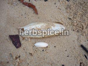 Cuttlefish Bone (Cuttlebone, Sepia)