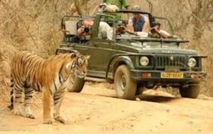Wildlife Vacation Packages