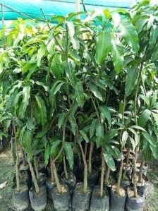 Amrapali Mango Plant