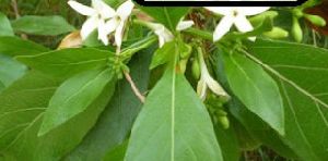 Morinda tinctoria leaves