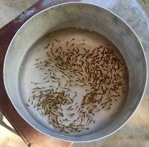 Grass Carp Fish Seed