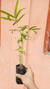 Bambusa tulda plants