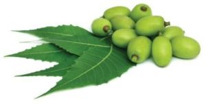 Neem Carrier Oil