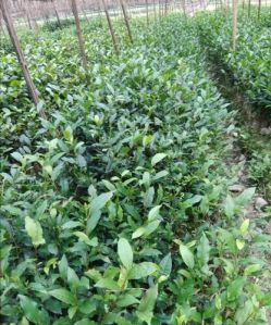 Mint Tea Seedlings