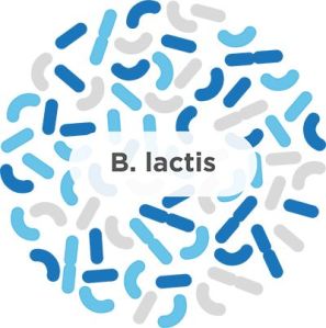 Bifidobacterium Bifidum