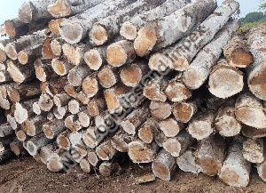 Ghana Teak Wood Round Logs
