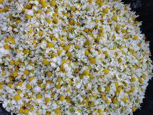 dry chamomile flowers
