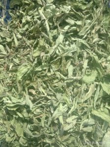 Stevia Leaves