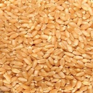Wheat Lokwan