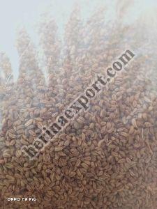 ajwain seed (crome seed)
