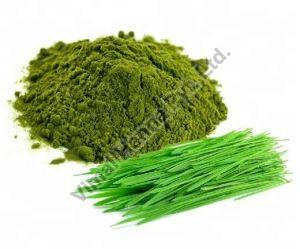 Wheatgrass Powder