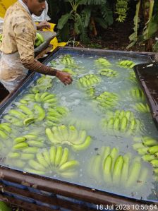 fresh cavendish bananas