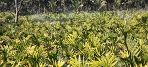 areca palm sapling