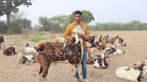 Gujari Goats