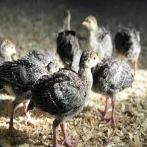One Month Old Turkey Poultry Chicks