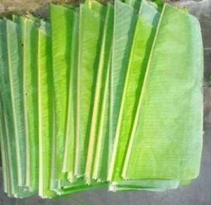 A Grade Banana Leaf