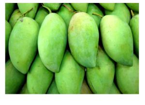 A Grade Green Mango