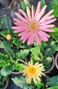 Natural Gerbera Plant, Style : Fresh