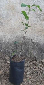 Green Apple Ber Plant