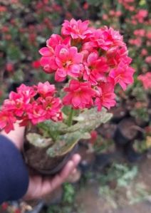Kalanchoe Plant