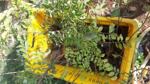 Green Meethi Neem Plant