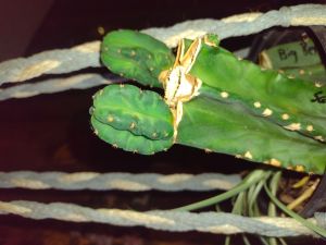 decorative cactus plants