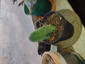 tbm cactus plant