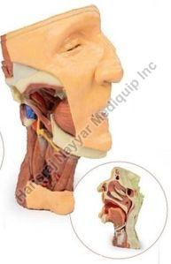 Deep Face 3D Anatomical Model