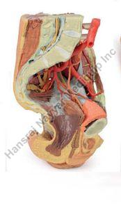 Female Left Pelvis and Proximal Thigh 3D Anatomical Model