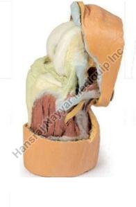 Flexed Knee Joint Deep Dissection 3D Anatomical Model