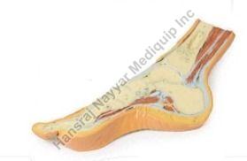 Foot Parasagittal Cross Stion 3D Anatomical Model