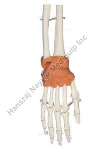 Hand with Ligaments Wrist Anatomical Model